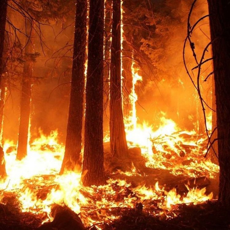 cover art for 212: The Amazon Burning and Us