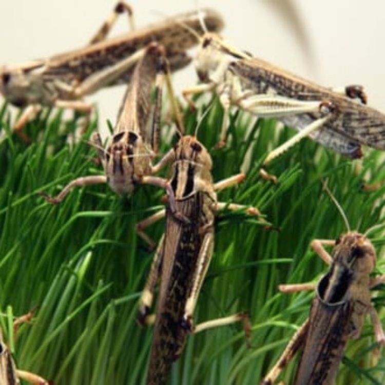 cover art for 214: Are we smarter than bugs?