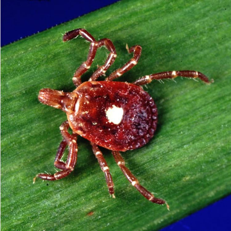 cover art for 235: Creepiness, disgust, and the environment