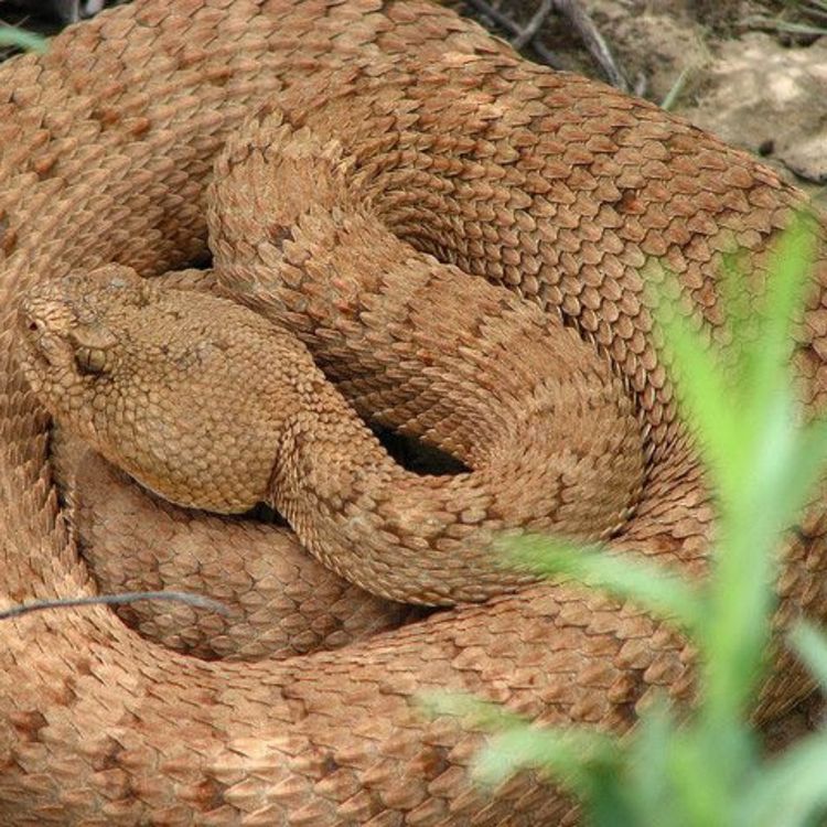 cover art for SNAKES: evolution, reproduction, venom & more with Dr. Sean Graham.