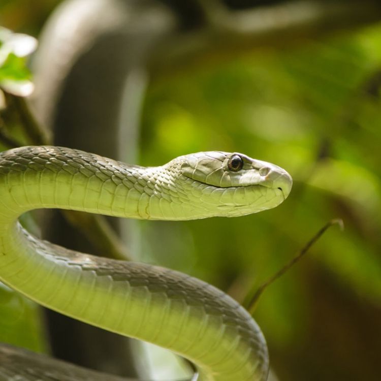 cover art for Ecology & Human History of South Africa with Amy Mocke.