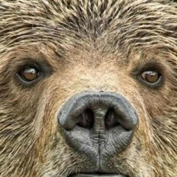 cover art for Grizzly Bear Biology and Recovery in Montana