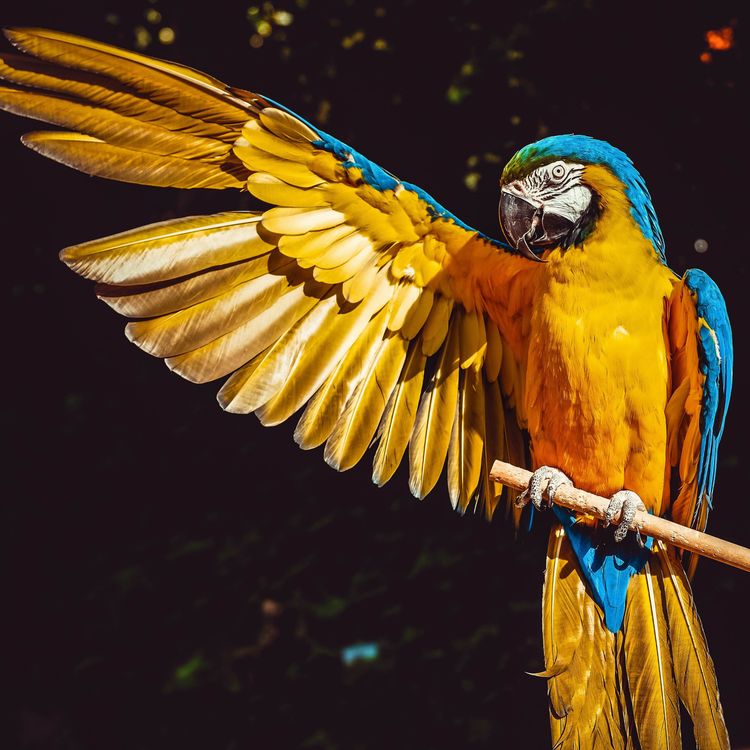 cover art for Endangered Edens: Exploring the Arctic National Wildlife Refuge, Costa Rica, the Everglades, and Puerto Rico.