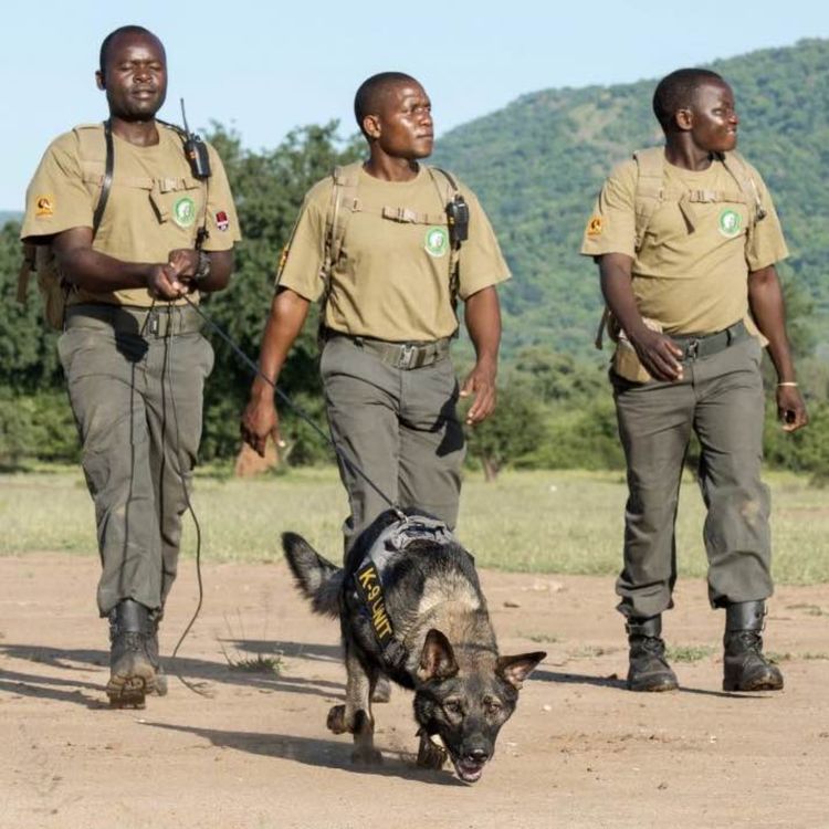 cover art for Anti Poaching Dog Training with Resolve Wildlife Cofounder, Michael Hensman.