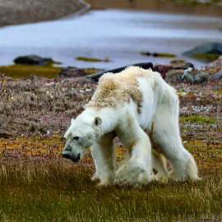 cover art for The Climate Crisis in Polar Regions with Dr. Jim Halfpenny