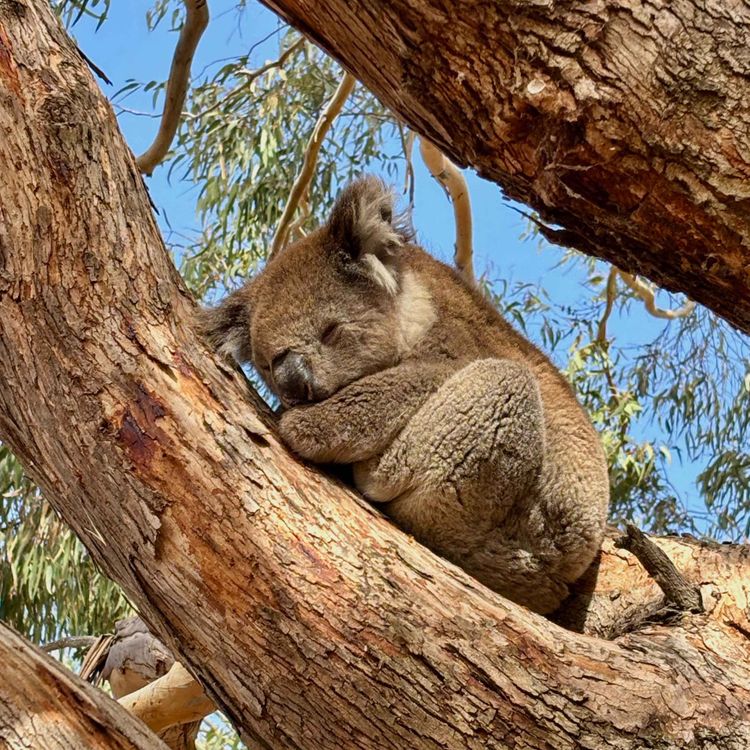 cover art for #31: How to Pack Lighter Than Ever, On Tour on Kangaroo Island in South Australia, Oceanview Eco Villas, Understanding Regenerative Travel