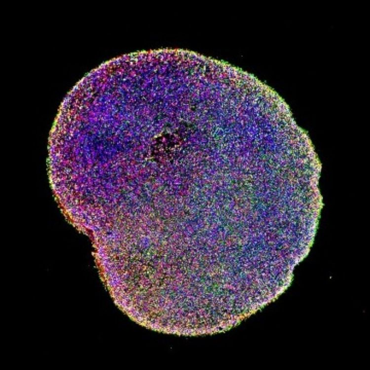 cover art for Episode 497 - Dr. Mazen Kamen