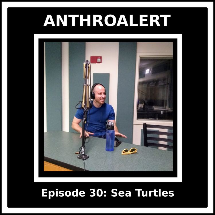 cover art for Episode 30: Sea Turtles