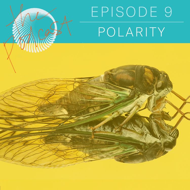 cover art for 1.09: Polarity - How to build bridges for action and capacity through listening 