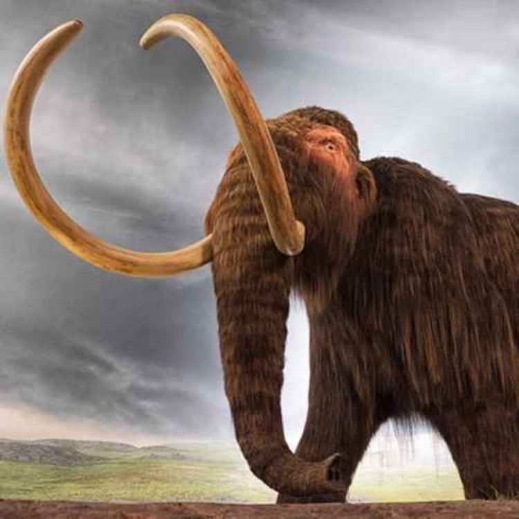 cover art for 96: Should we bring back woolly mammoths?