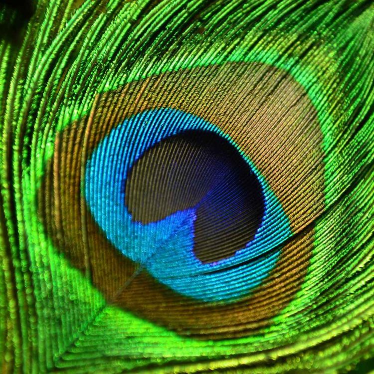 cover art for How new color 'olo' stretches the limits of human perception