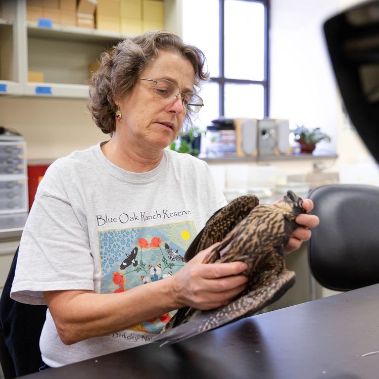 cover art for 41: At Berkeley, nobody stuffs a bird like Carla Cicero