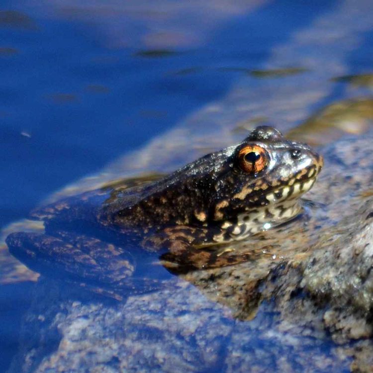 cover art for Finding hope for biodiversity conservation