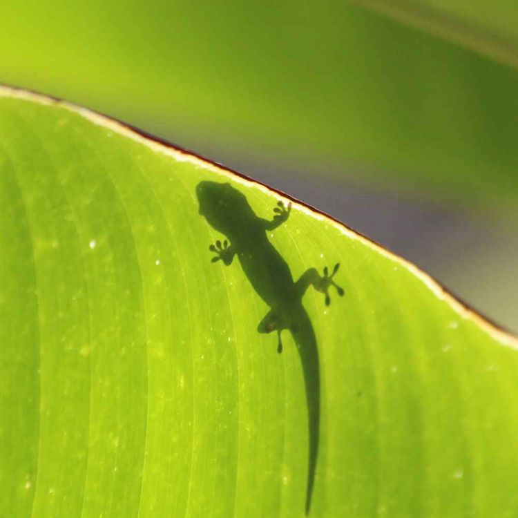 cover art for Learning from nature to design better robots