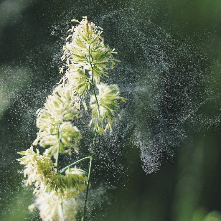 cover art for The Gestalt Gardener: The Pollinator
