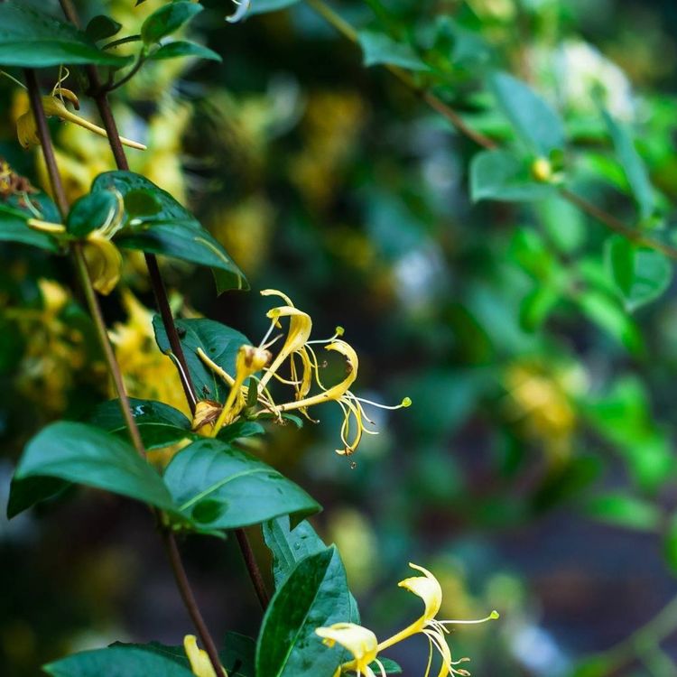 cover art for The Gestalt Gardener: Honeysuckle Is Here