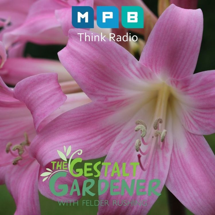 cover art for The Gestalt Gardener:  Lilies In Another Field 