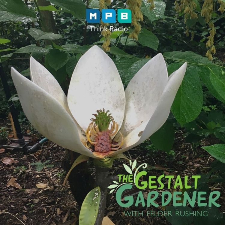 cover art for The Gestalt Gardener: Hortus Botanicus