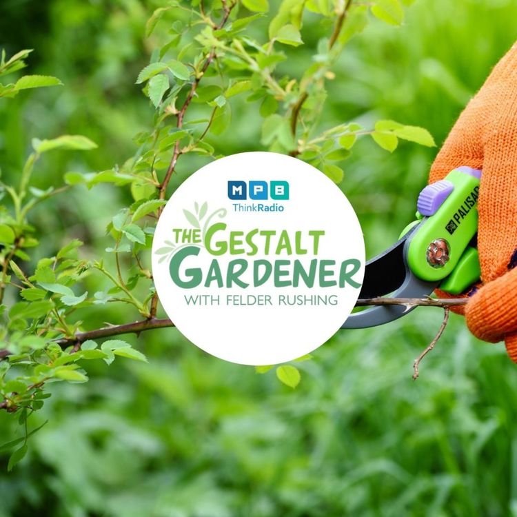 cover art for The Gestalt Gardener:  So-so January 
