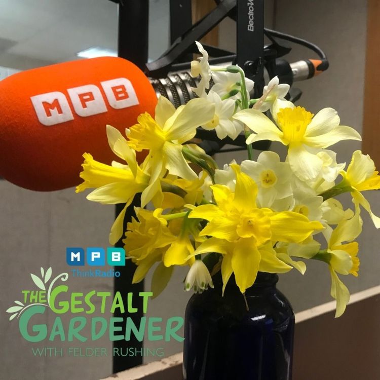cover art for The Gestalt Gardener:  Back in Black