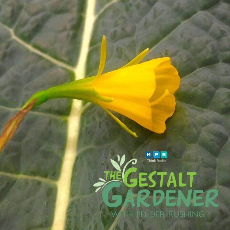 cover art for The Gestalt Gardener: Great Grandma's Petticoat