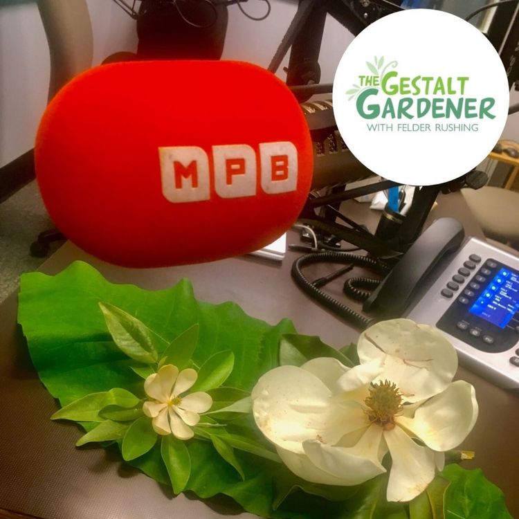 cover art for The Gestalt Gardener:  3 Magnolias 