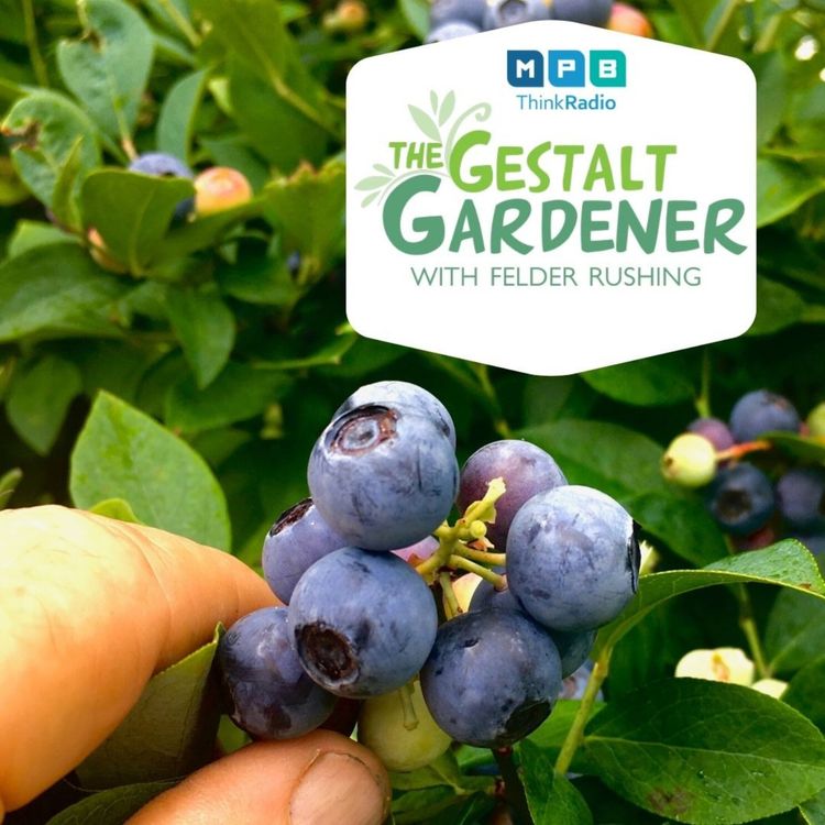 cover art for The Gestalt Gardener:  Tea Time