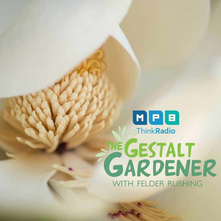 cover art for The Gestalt Gardener: Mississippi Magnolia