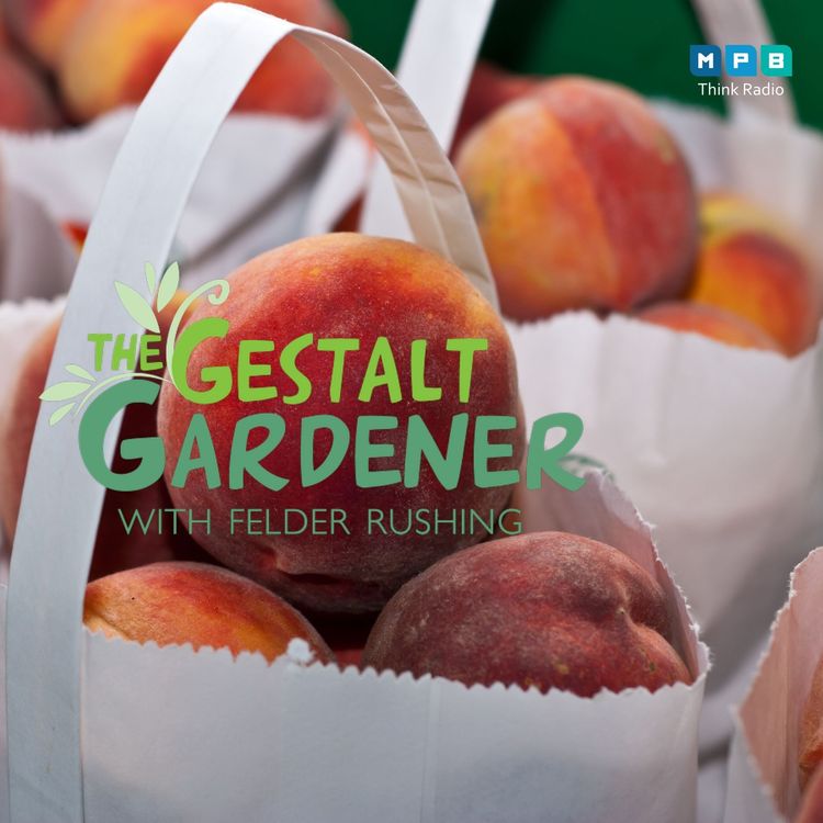cover art for The Gestalt Gardener: These Peaches