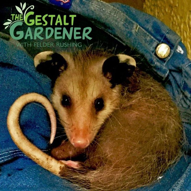 cover art for The Gestalt Gardener | Bye Bye Pogo