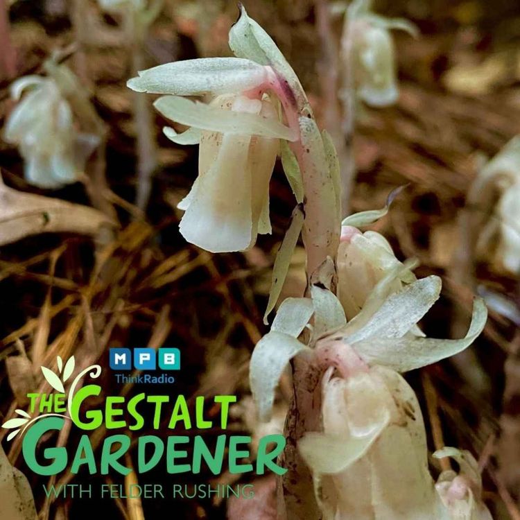 cover art for The Gestalt Gardener | Persimmon Predictions