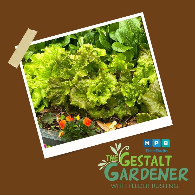 cover art for The Gestalt Gardener | Smug Lessons