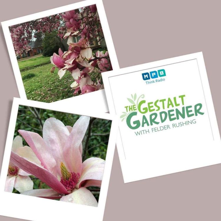 cover art for The Gestalt Gardener | Frosty Blooming