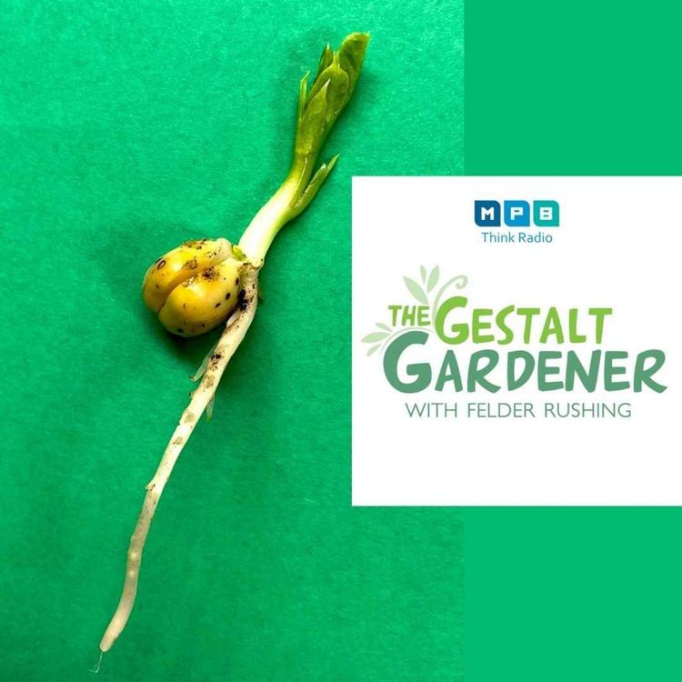 cover art for The Gestalt Gardener | Pushing Pea
