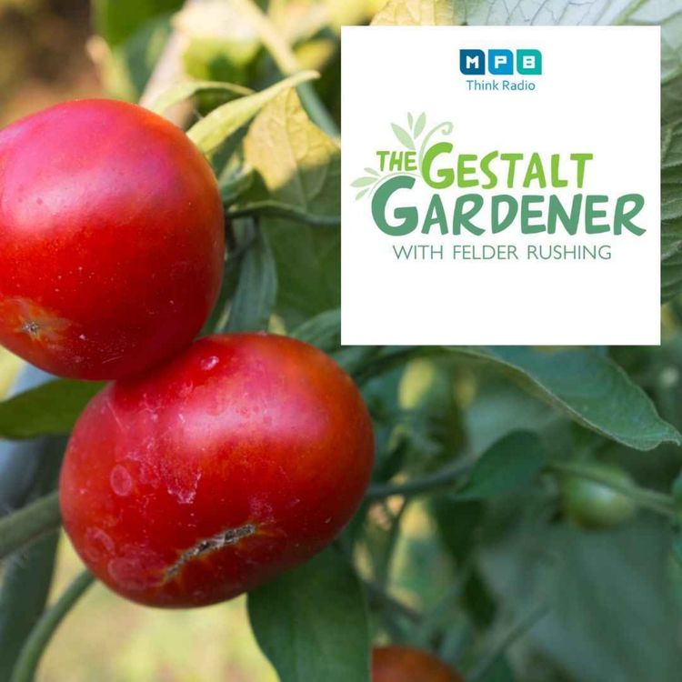 cover art for The Gestalt Gardener | Tomato Sugar