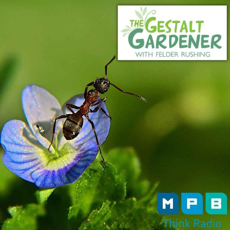 cover art for The Gestalt Gardener | Southern Winter-Spring Gardening