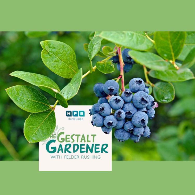 cover art for The Gestalt Gardener | Blueberries