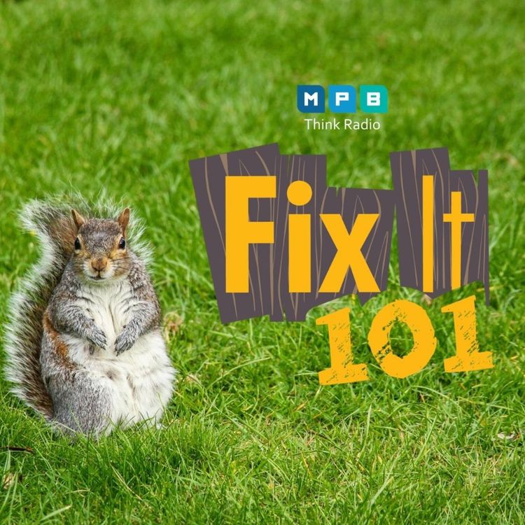 cover art for Fix It 101: Feeling Squirrely