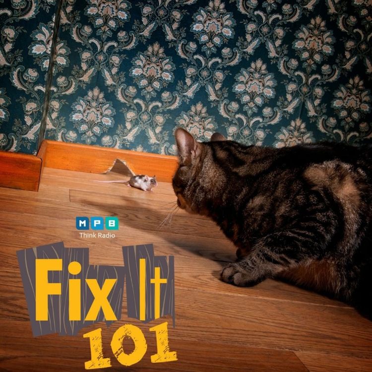 cover art for Fix It 101: House Pest