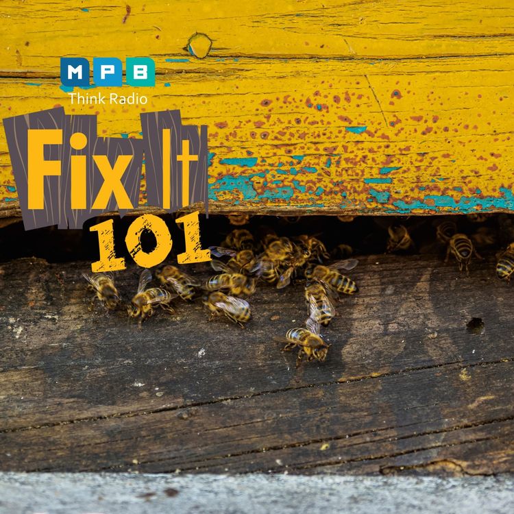 cover art for Fix It 101: No Bees In The House