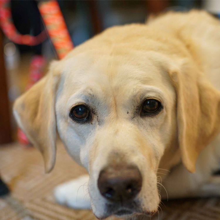 cover art for Will Gibney, Dan Gibney, and Laura Assaf —  A love story about a dog and his boy