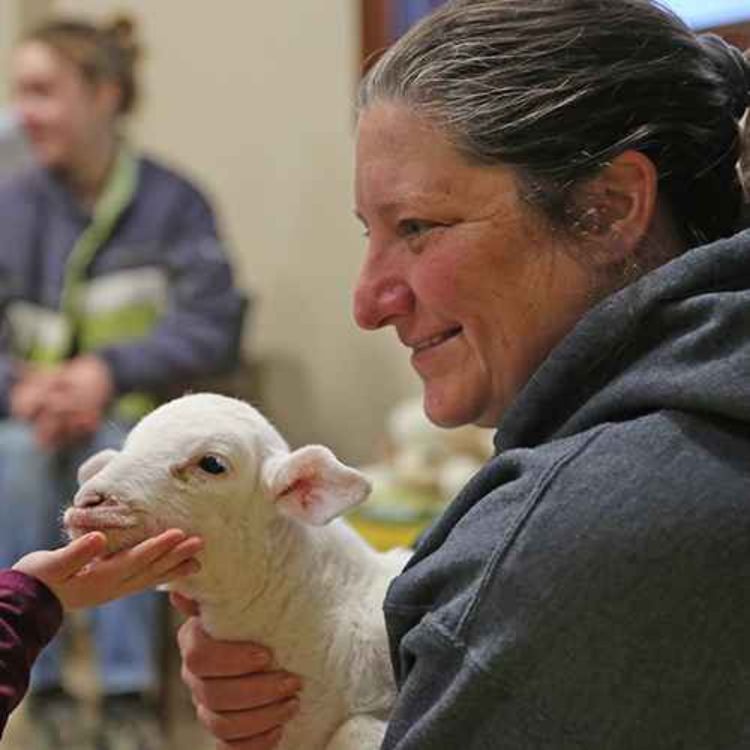 cover art for  Emily Vincent in Berne carries on a sheep legacy