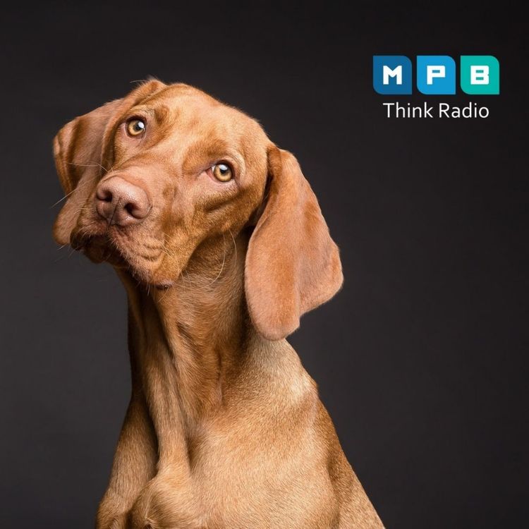 cover art for Creature Comforts: Pet Day