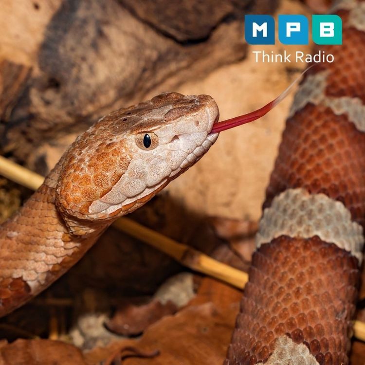 cover art for Creature Comforts: Summer Snakes