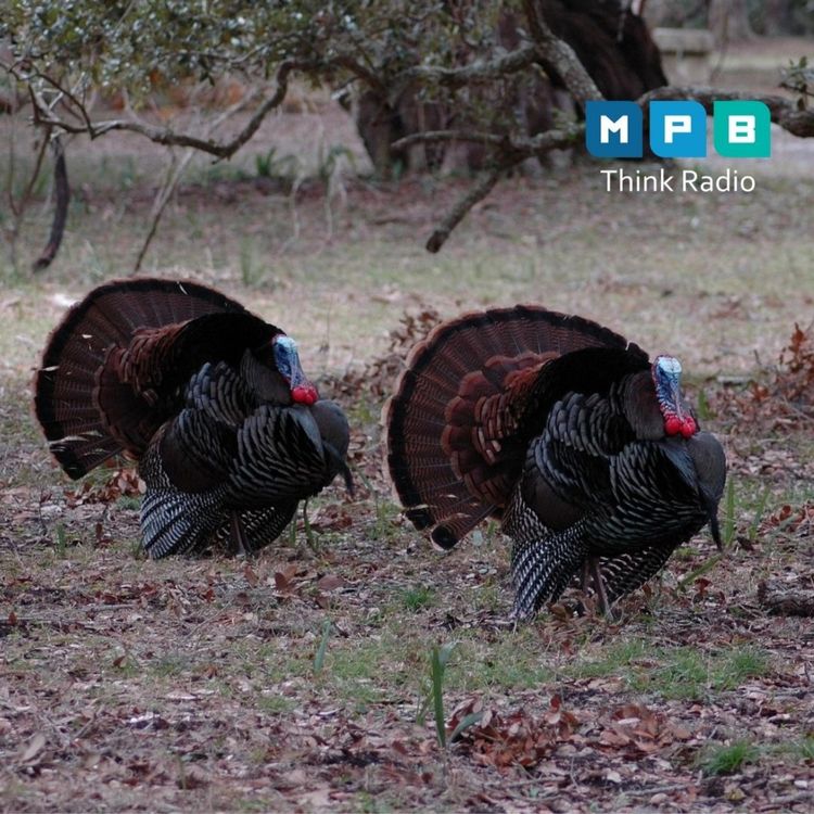 cover art for Creature Comforts: Wild Turkey Talk