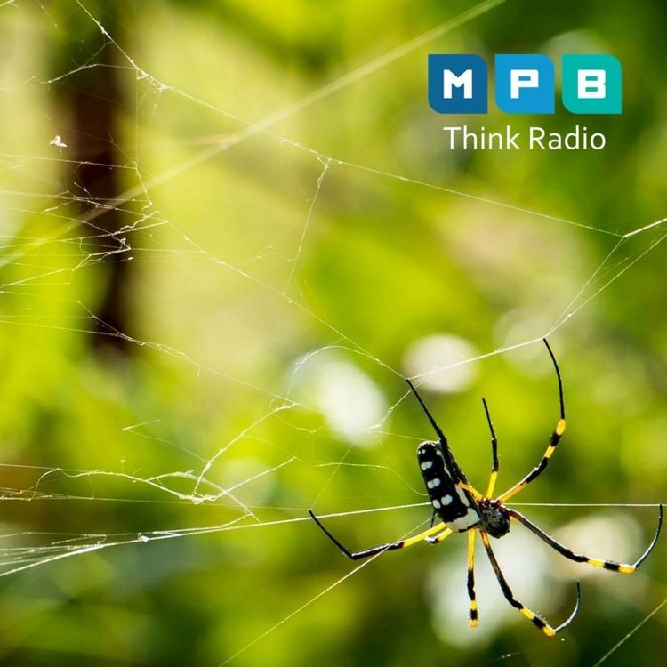 cover art for Creature Comforts: Summer Spiders