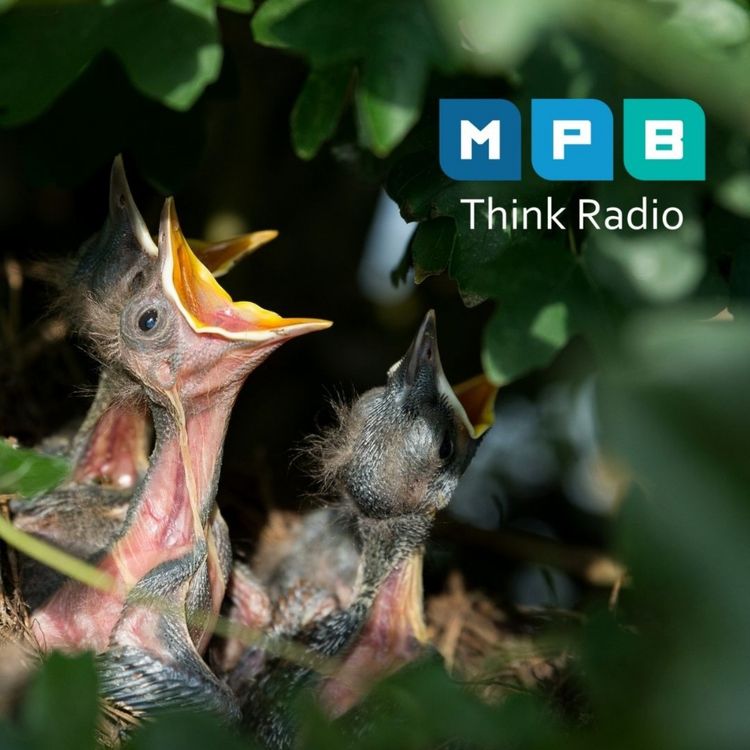 cover art for Creature Comforts: Nesting Birds