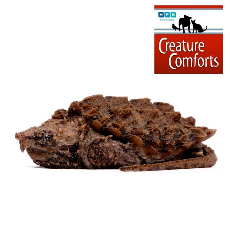 cover art for Creature Comforts: eDNA and the Alligator Snapping Turtle