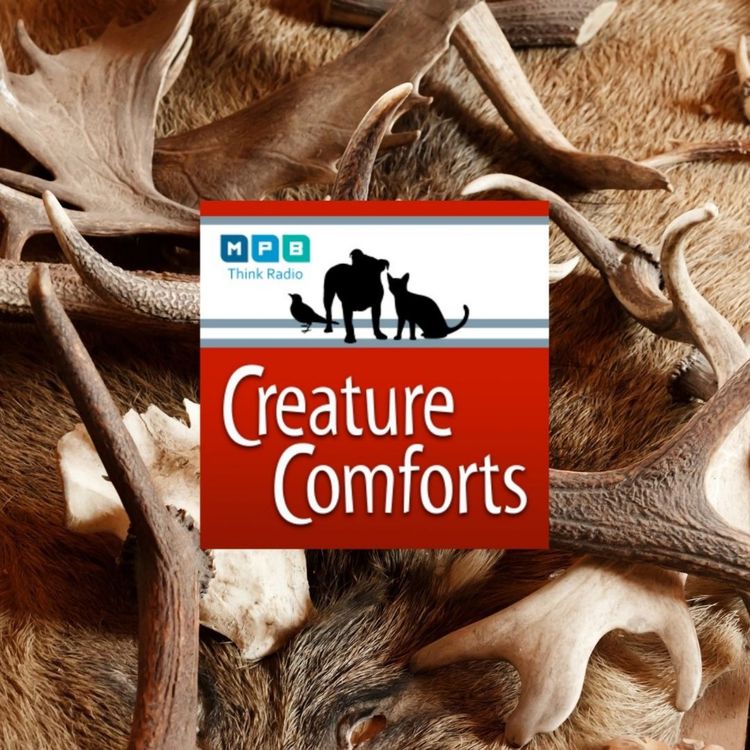 cover art for Creature Comforts: Hunter Education