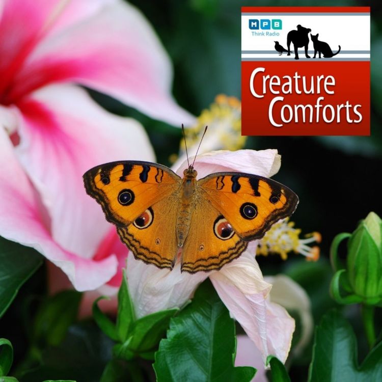 cover art for Creature Comforts: Benefiting the Butterfly